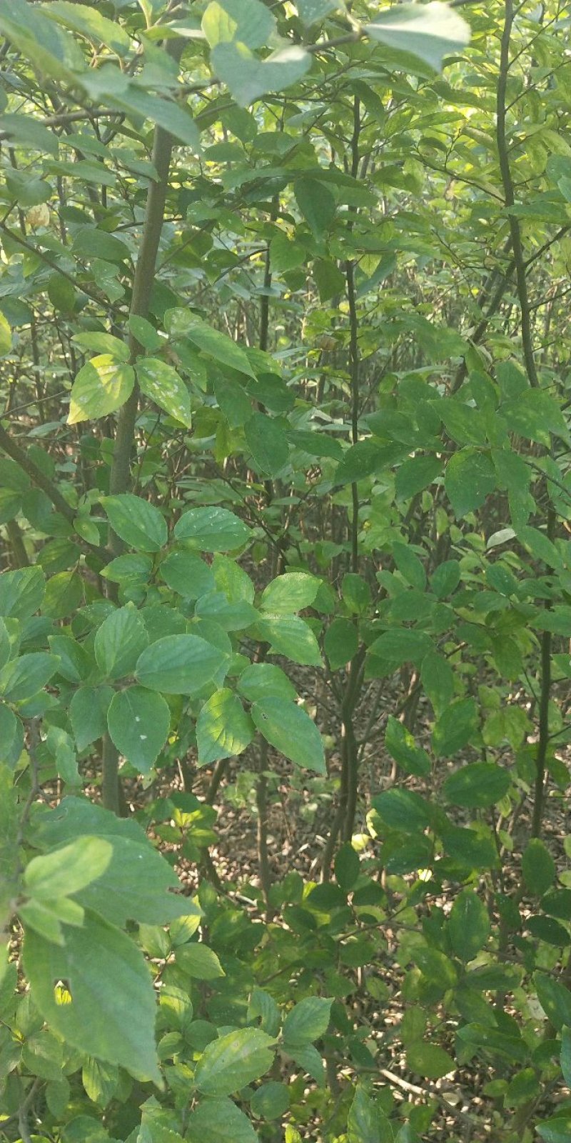 朴树小苗1234-10公分，欢迎大家光临