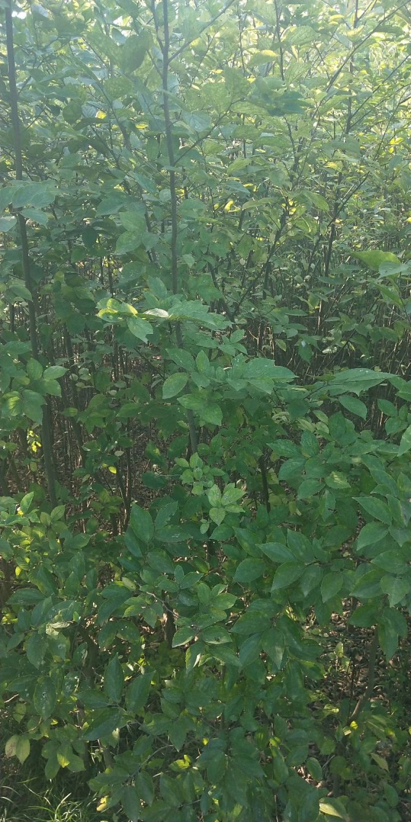 朴树小苗1234-10公分，欢迎大家光临