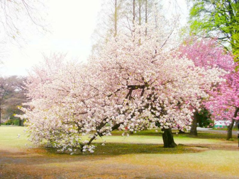 日本樱花种子