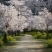 日本樱花种子