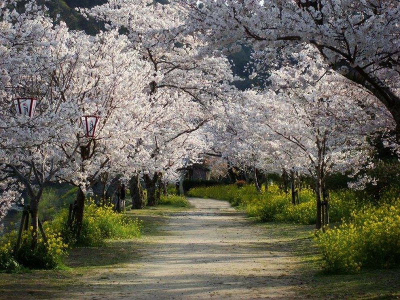 日本樱花种子