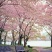 日本樱花种子
