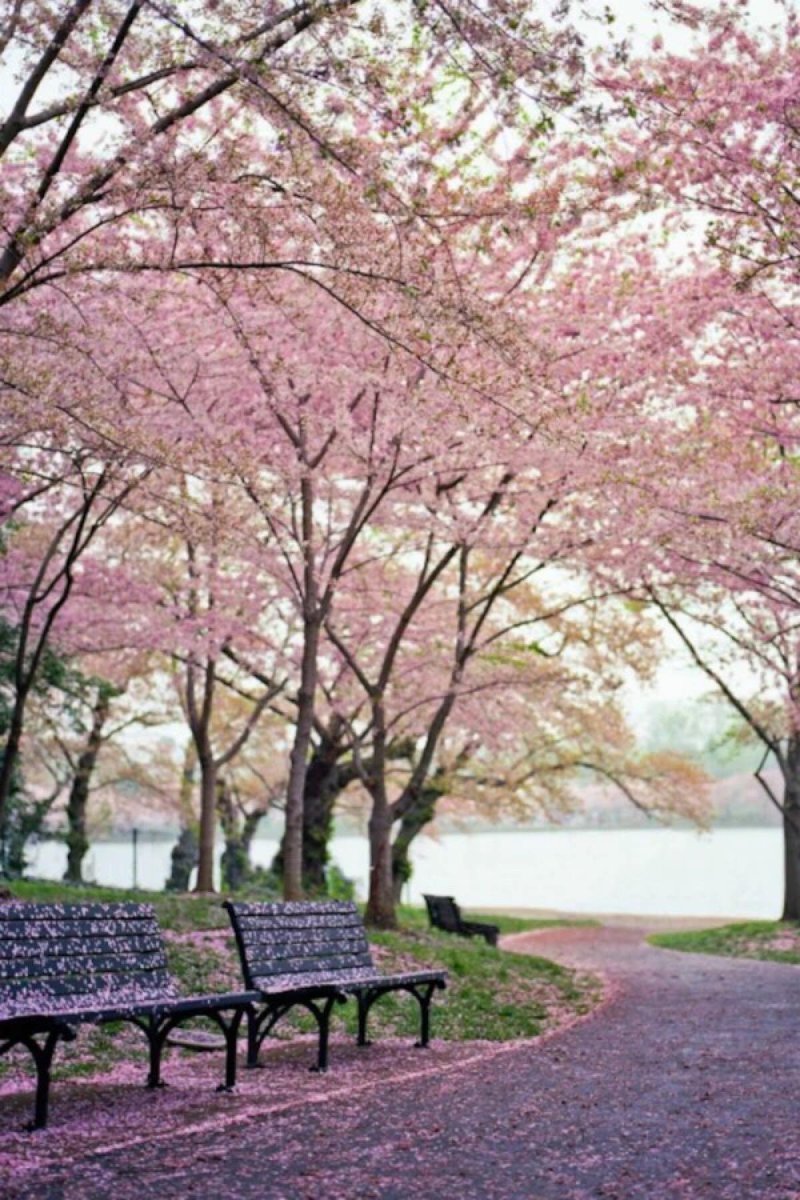 日本樱花种子