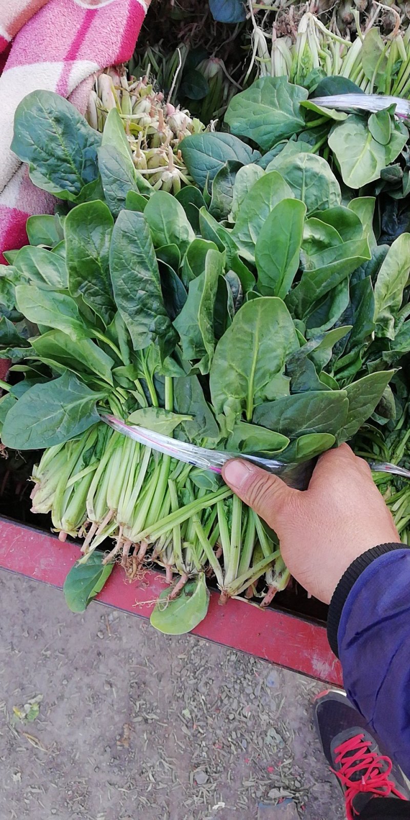 优质基地大叶菠菜，口感好，耐运输，欢迎选购
