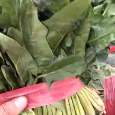 好菠菜好香菜常年帮客商代收！