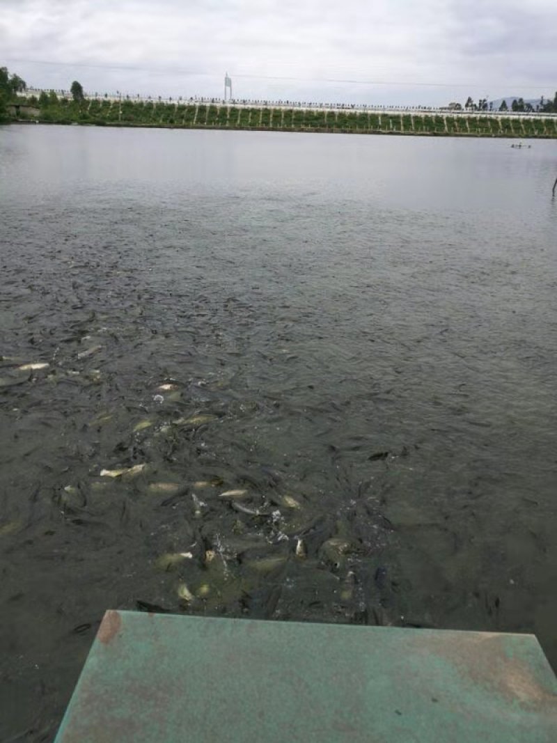 泥鳅苗，台湾泥鳅苗，各种规格台湾泥鳅苗，量大可以免费送