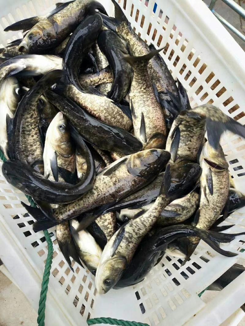 罗非鱼，各种规格罗非鱼，量大可以免费送货。