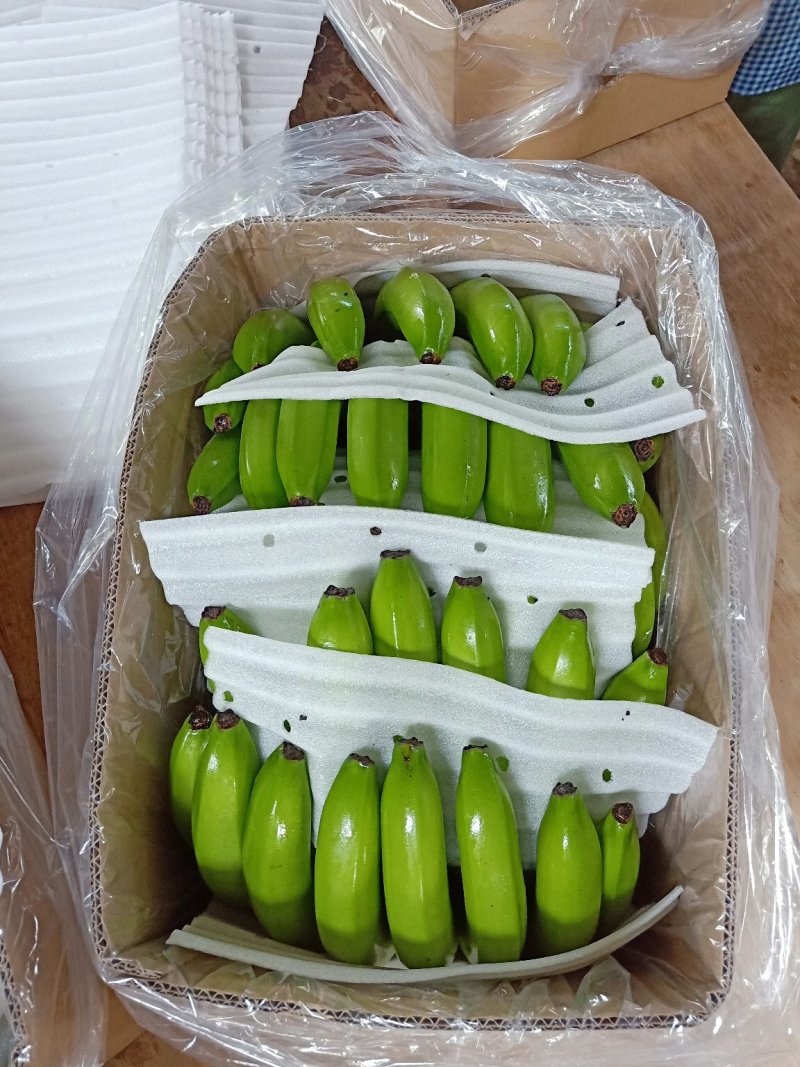 云南香蕉巴西