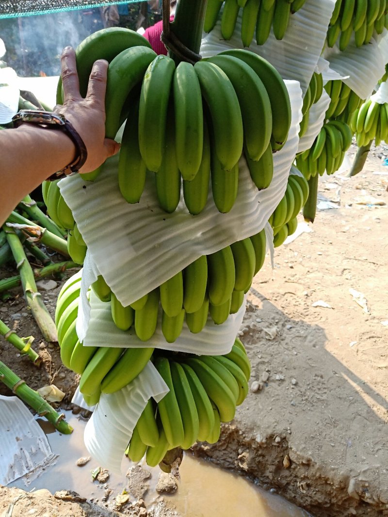 云南香蕉巴西