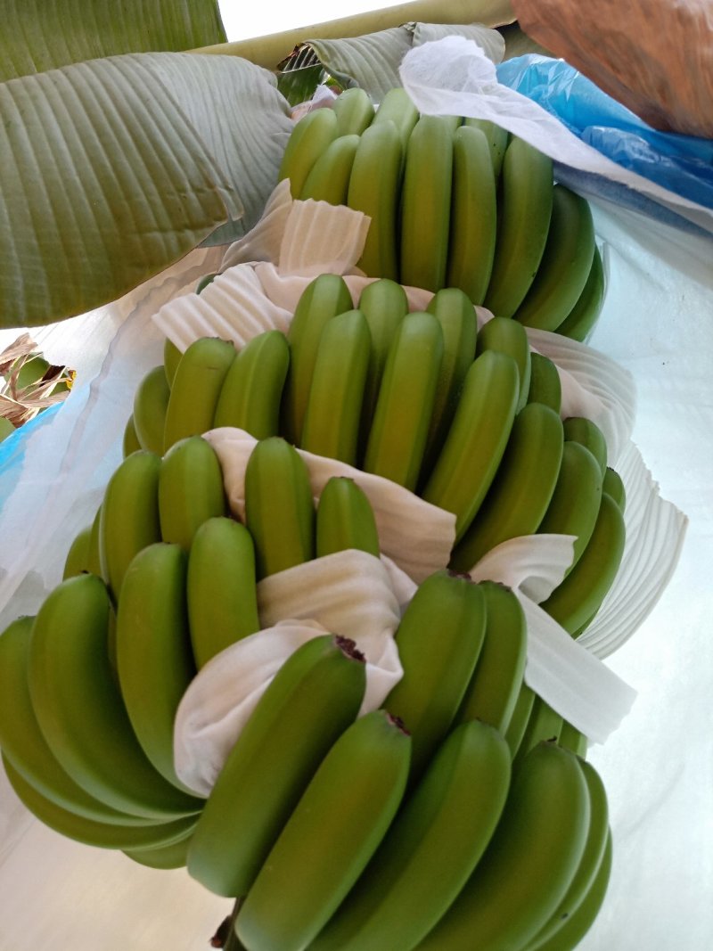 云南香蕉巴西
