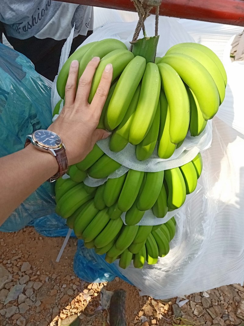 云南香蕉巴西