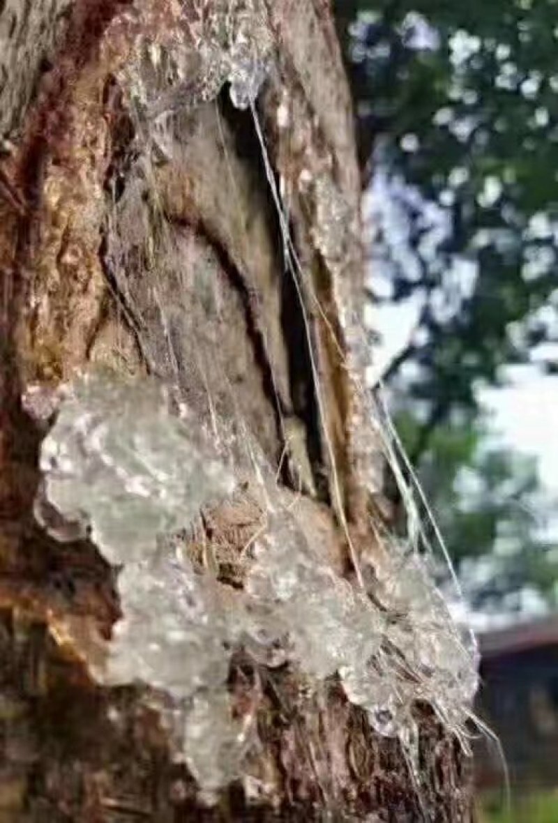 雪燕