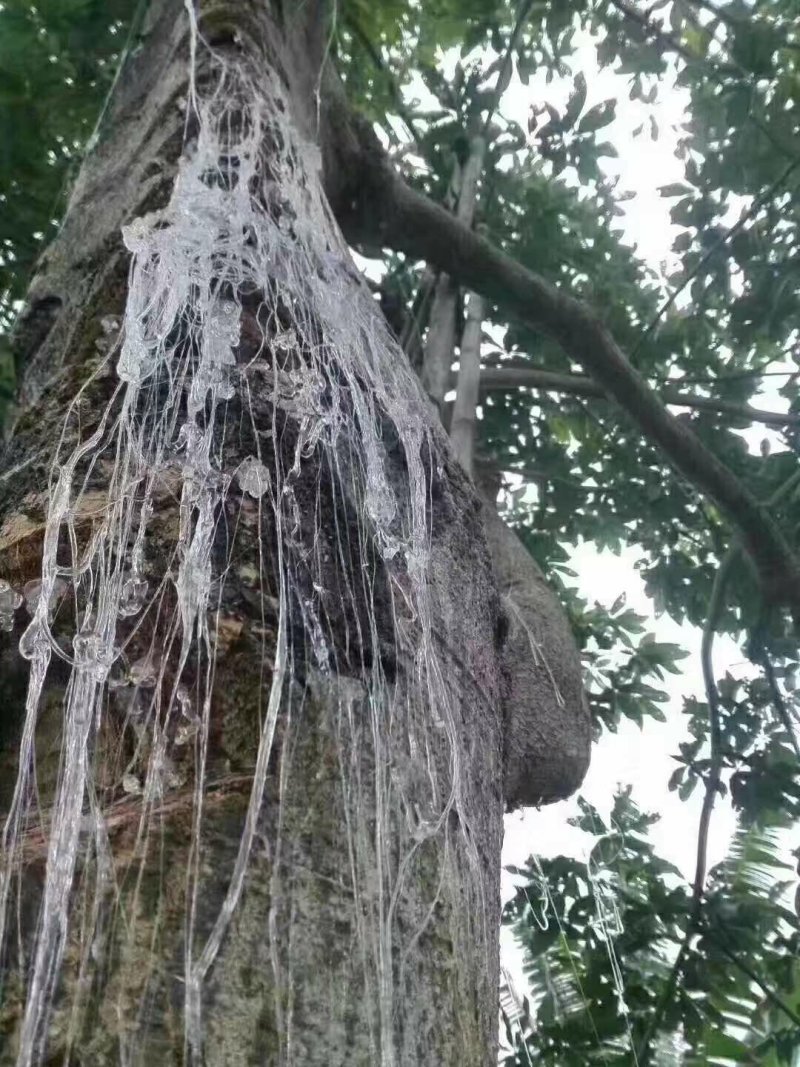 雪燕