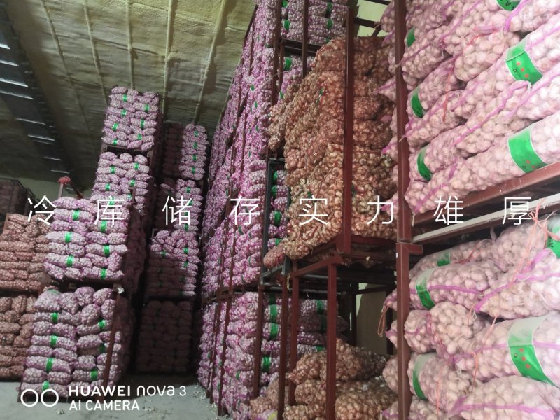 【天飞曌农业冷库库外大蒜大量上市大/中/小混级通货】