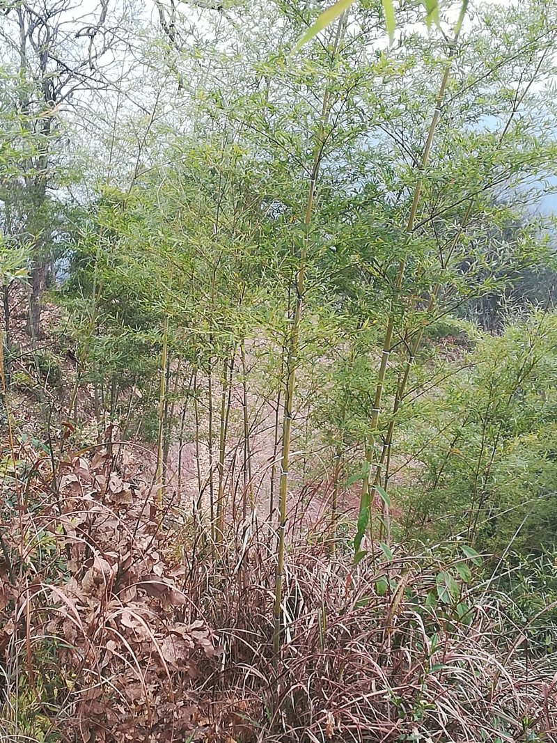 毛竹