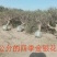 2-15公分的金银花树各种规格齐全6-20元量大量大