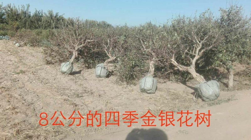 2-15公分的金银花树各种规格齐全6-20元量大量大