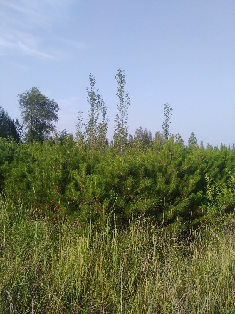 侧柏，园柏，刺柏，