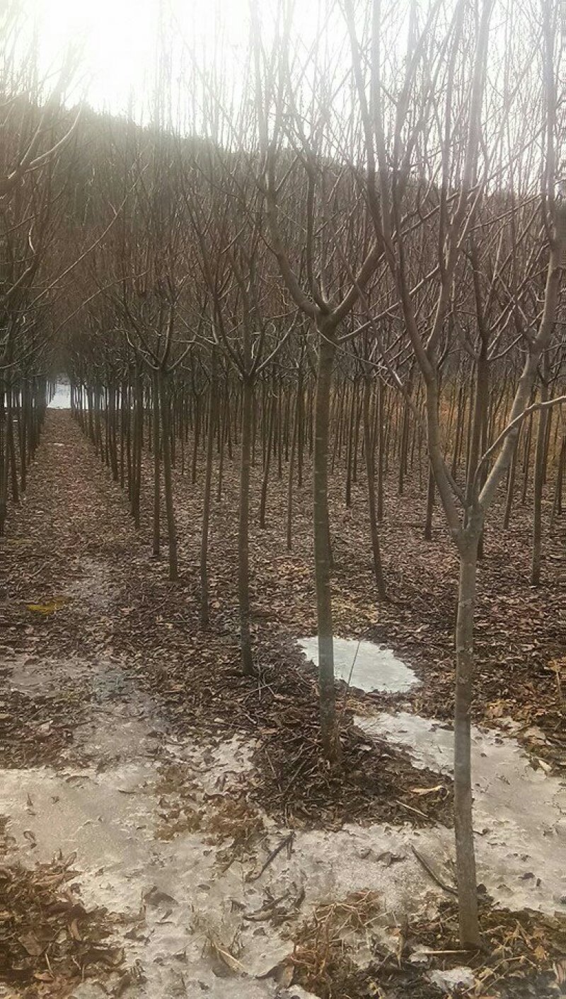 紫叶稠李，1.5米以上。