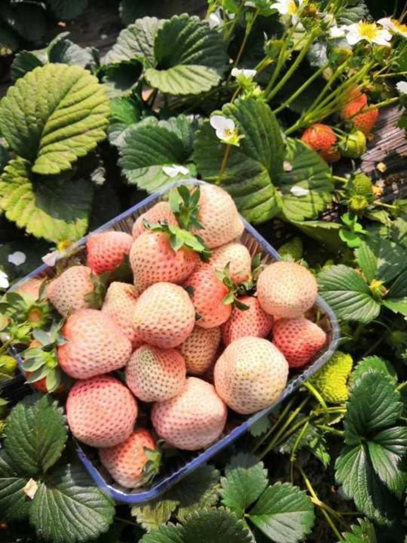 桃熏草莓苗，水蜜桃味，基地直销，加冰发货