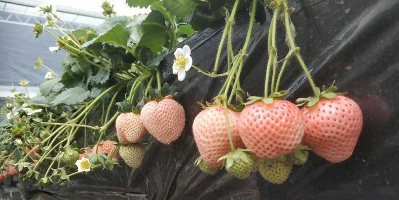 桃熏草莓苗，水蜜桃味，基地直销，加冰发货