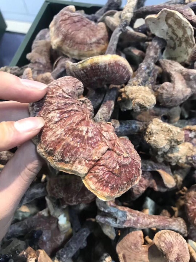灵芝菌山上捡的支持一件代发