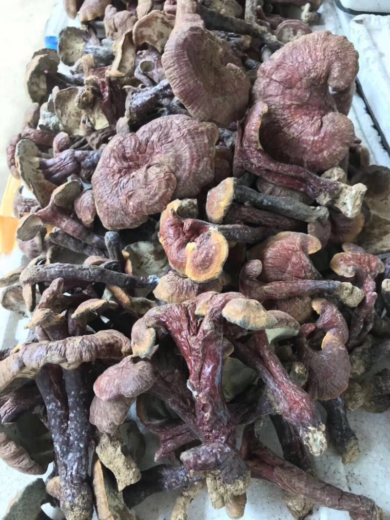 灵芝菌山上捡的支持一件代发