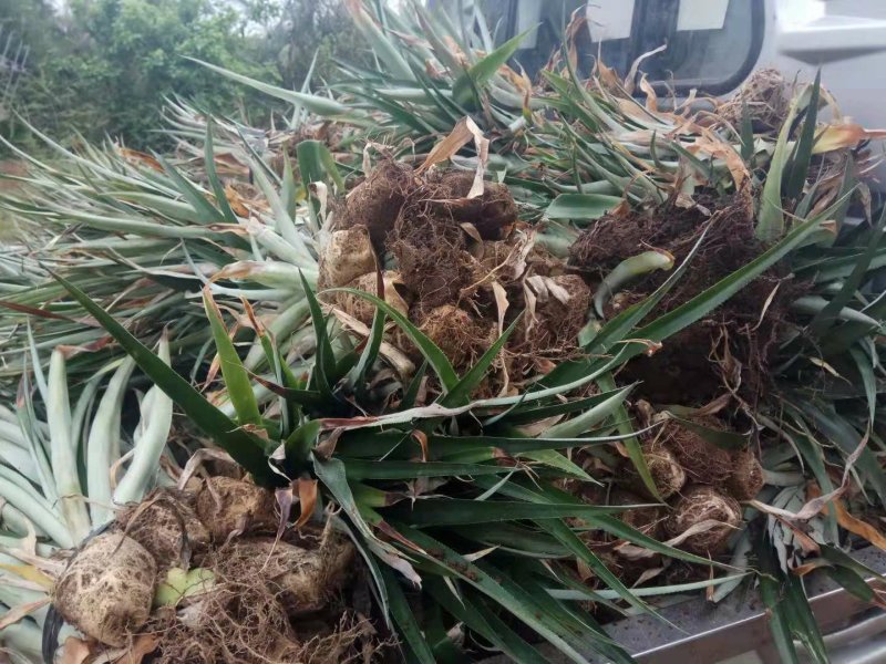台农16号菠萝金菠萝苗金钻16号甜蜜蜜