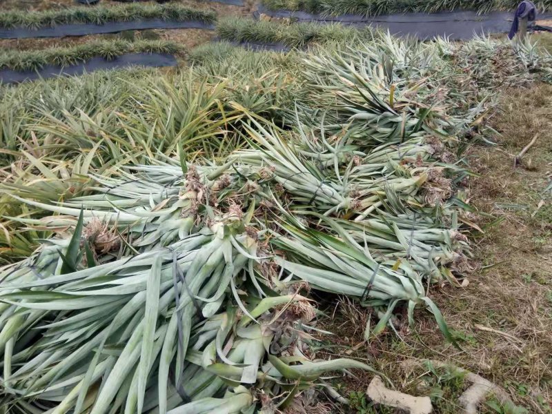 台农16号菠萝金菠萝苗金钻16号甜蜜蜜
