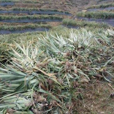 台农16号菠萝金菠萝苗金钻16号甜蜜蜜