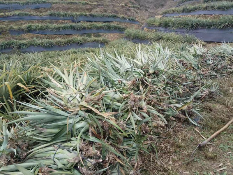 台农16号菠萝金菠萝苗金钻16号甜蜜蜜