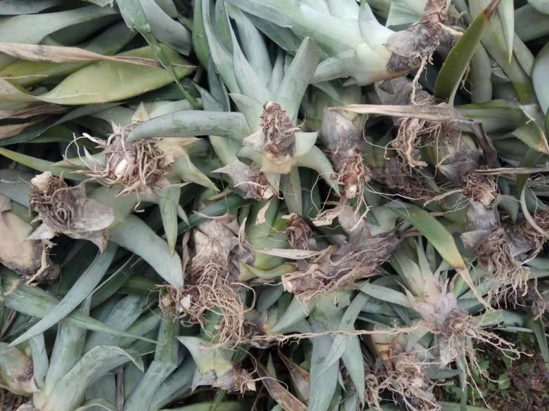 台农16号菠萝金菠萝苗金钻16号甜蜜蜜