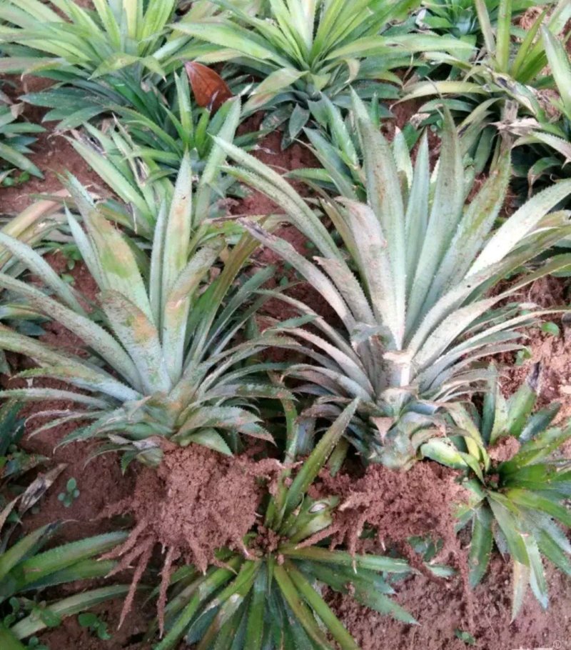台农16号菠萝金菠萝苗金钻16号甜蜜蜜