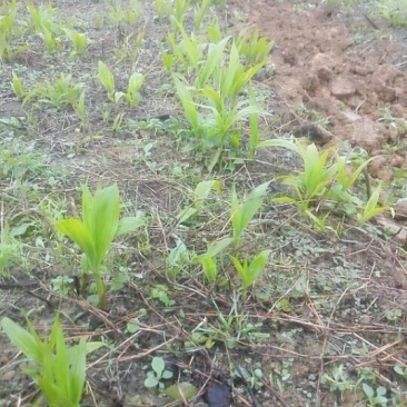 紫花三叉大白芨苗