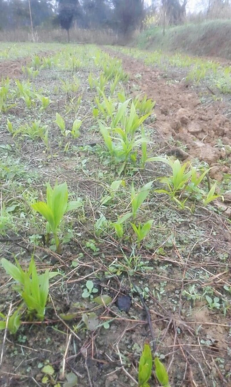 紫花三叉大白芨苗