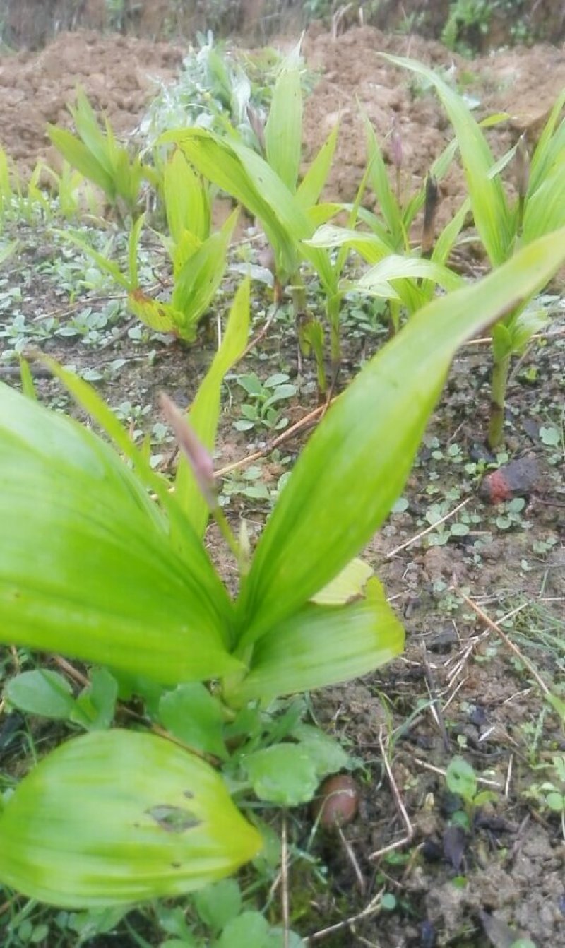 紫花三叉大白芨苗
