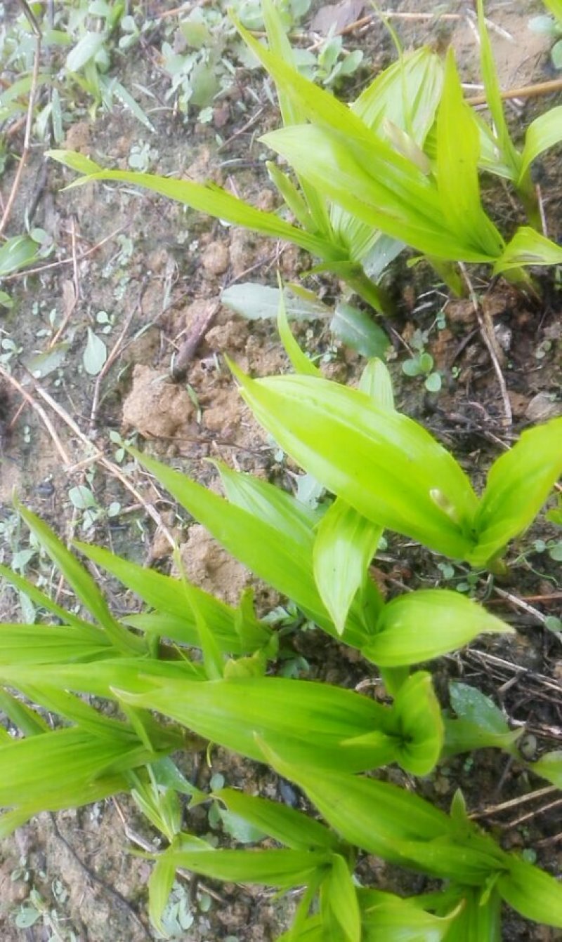 紫花三叉大白芨苗