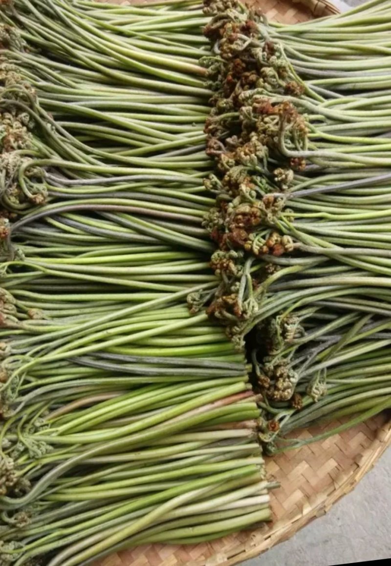 蕨菜。