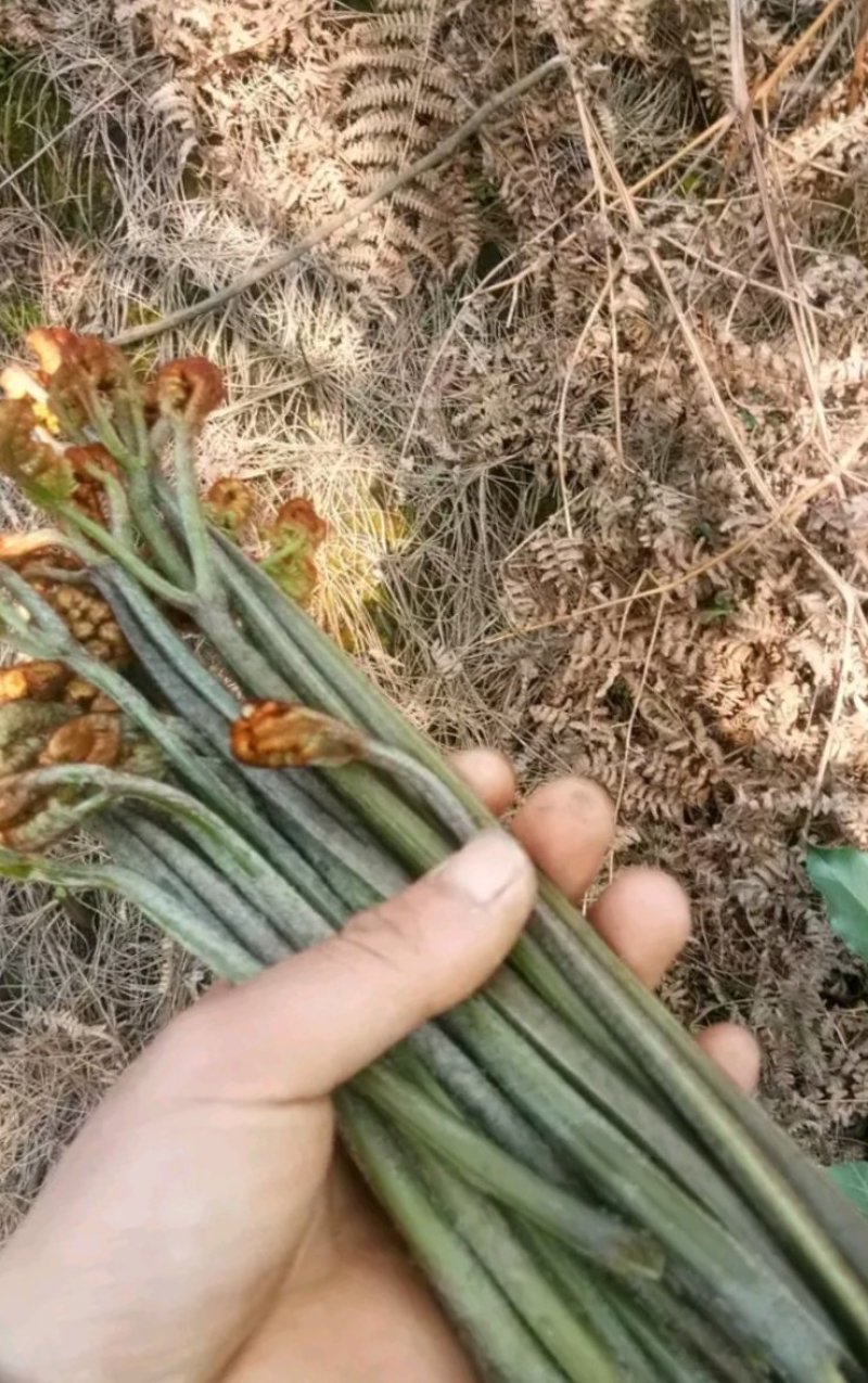 蕨菜。