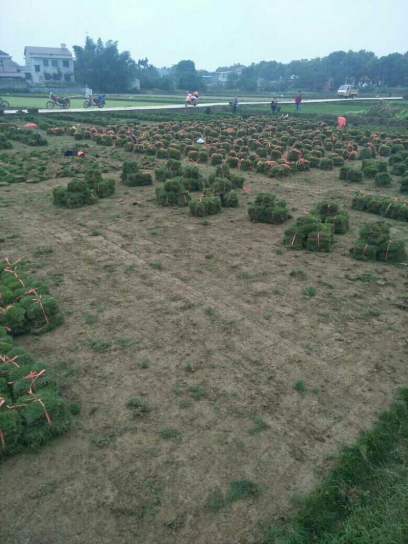马尼拉草皮，百慕大，兰引三号草皮