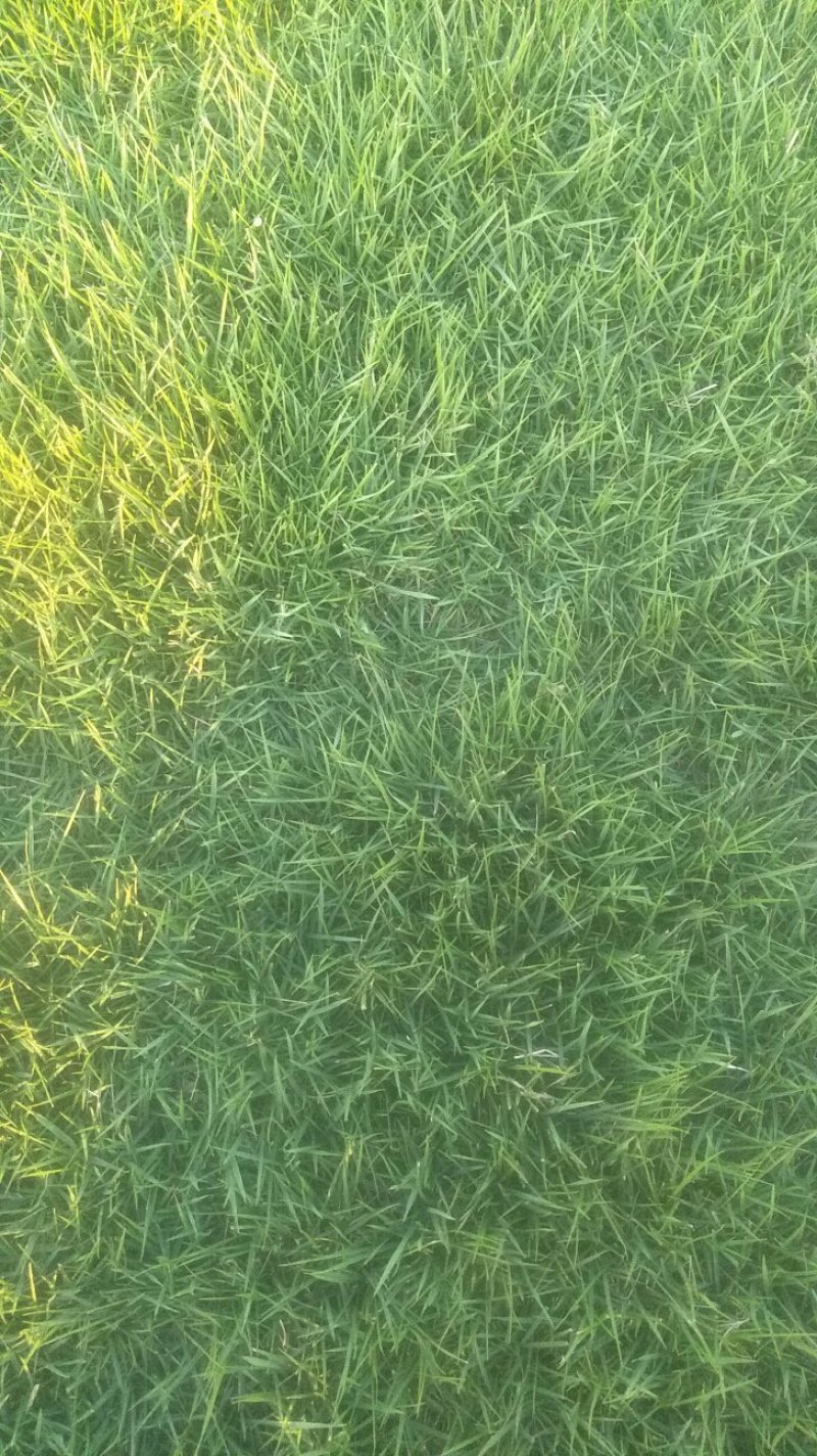马尼拉草皮，百慕大，兰引三号草皮