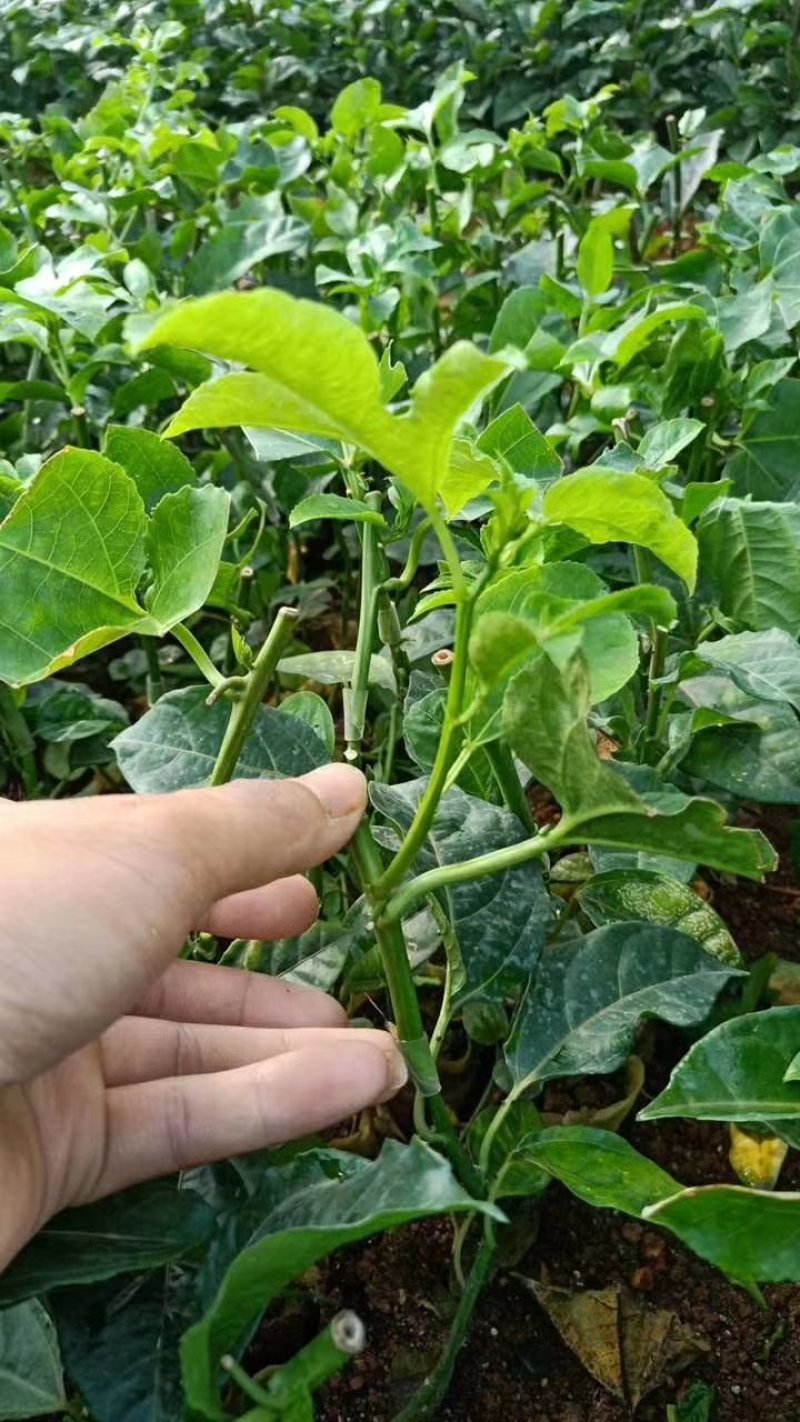 紫香台农黄金果苗巨无霸高产种植当年结果