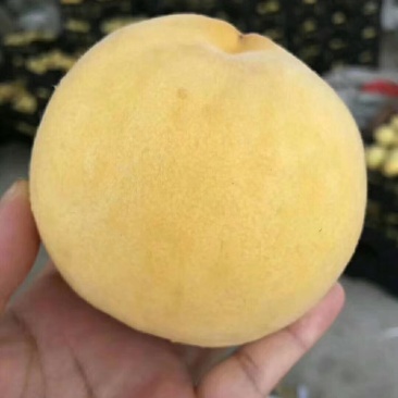 黄金蜜桃苗，晚熟桃苗，金秋红蜜