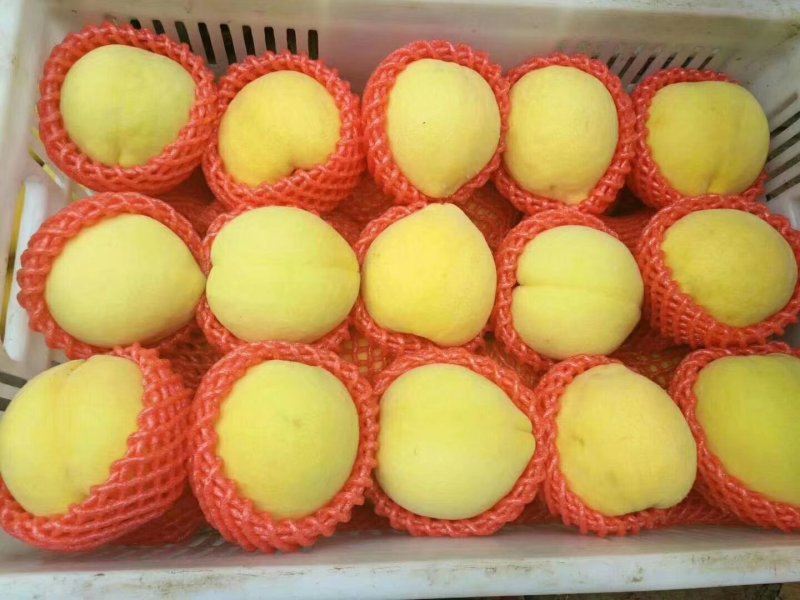 黄金蜜桃苗，晚熟桃苗，金秋红蜜