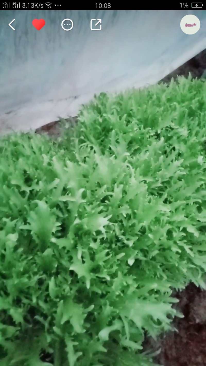 苦菊