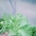 苦菊