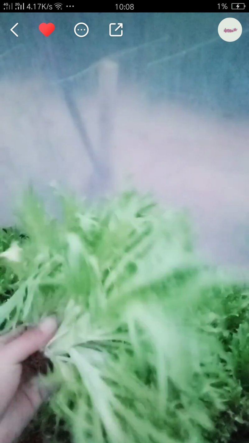 苦菊