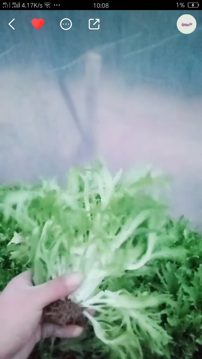 苦菊
