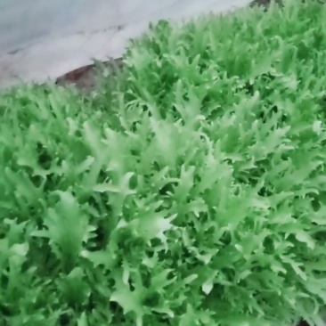 苦菊