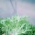 苦菊